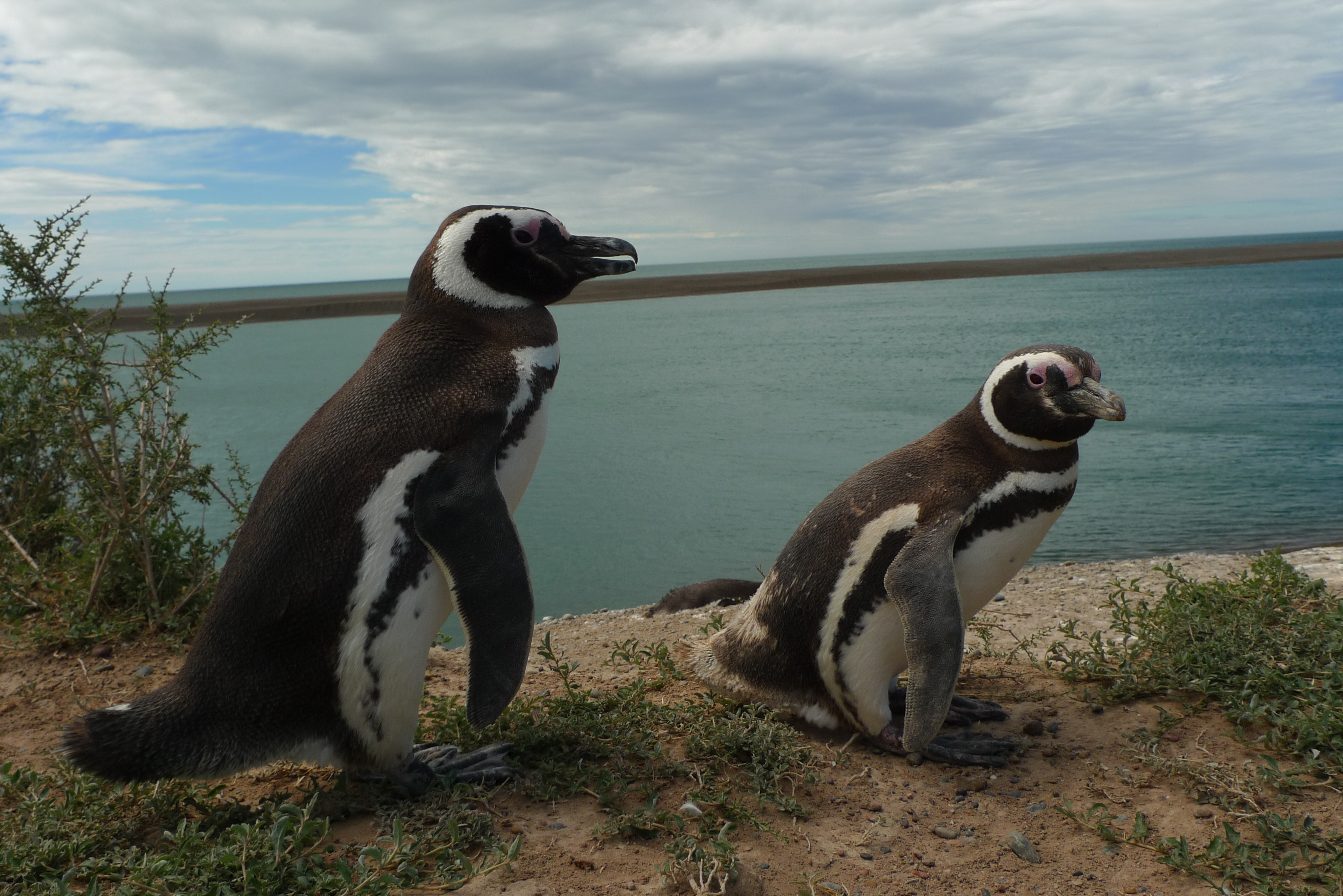 Pinguino Patagonia - Trufflepig