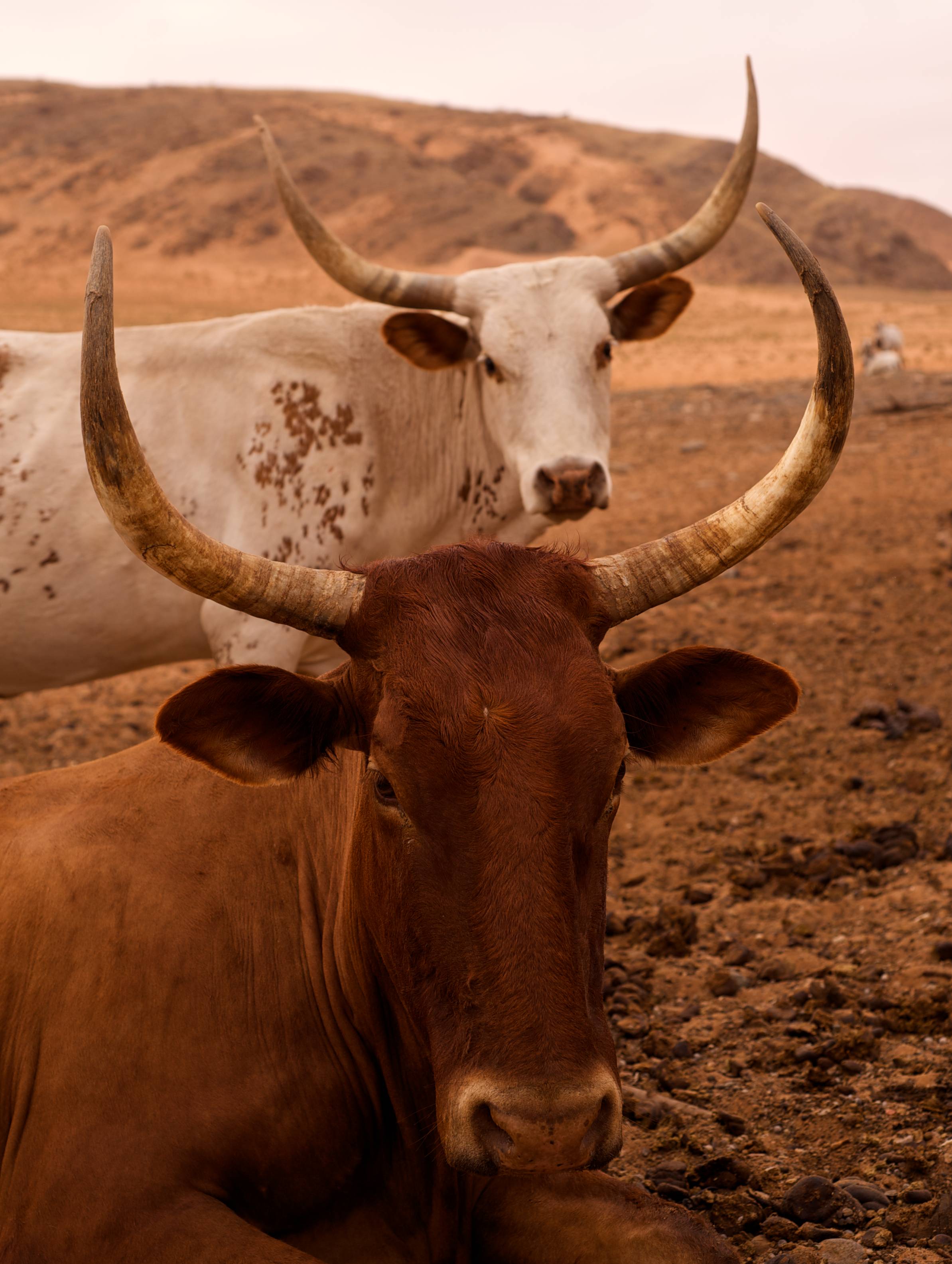 Kunene River, Namibia - Trufflepig