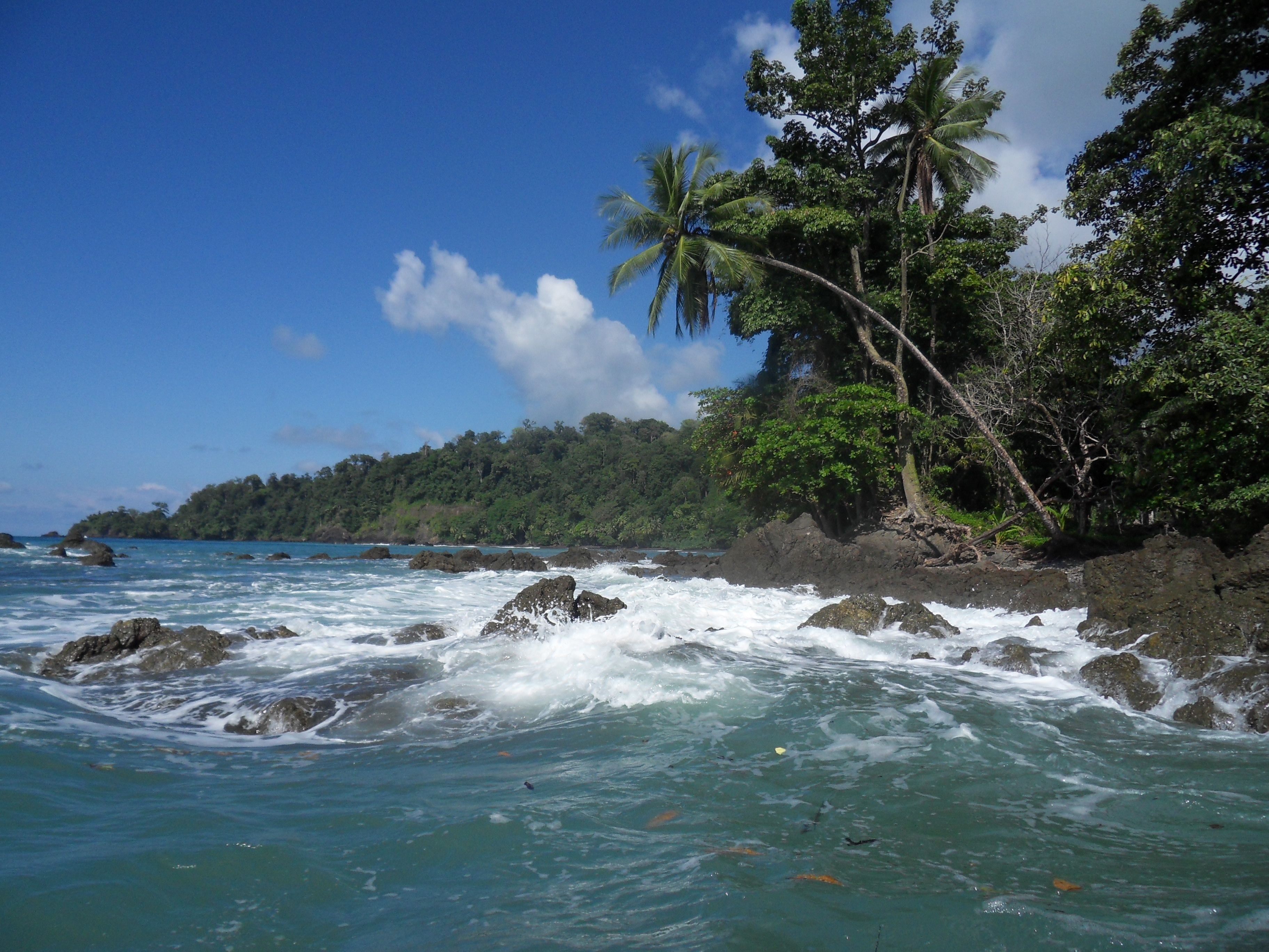 SDC10506_Costa-Rica.jpg - Trufflepig