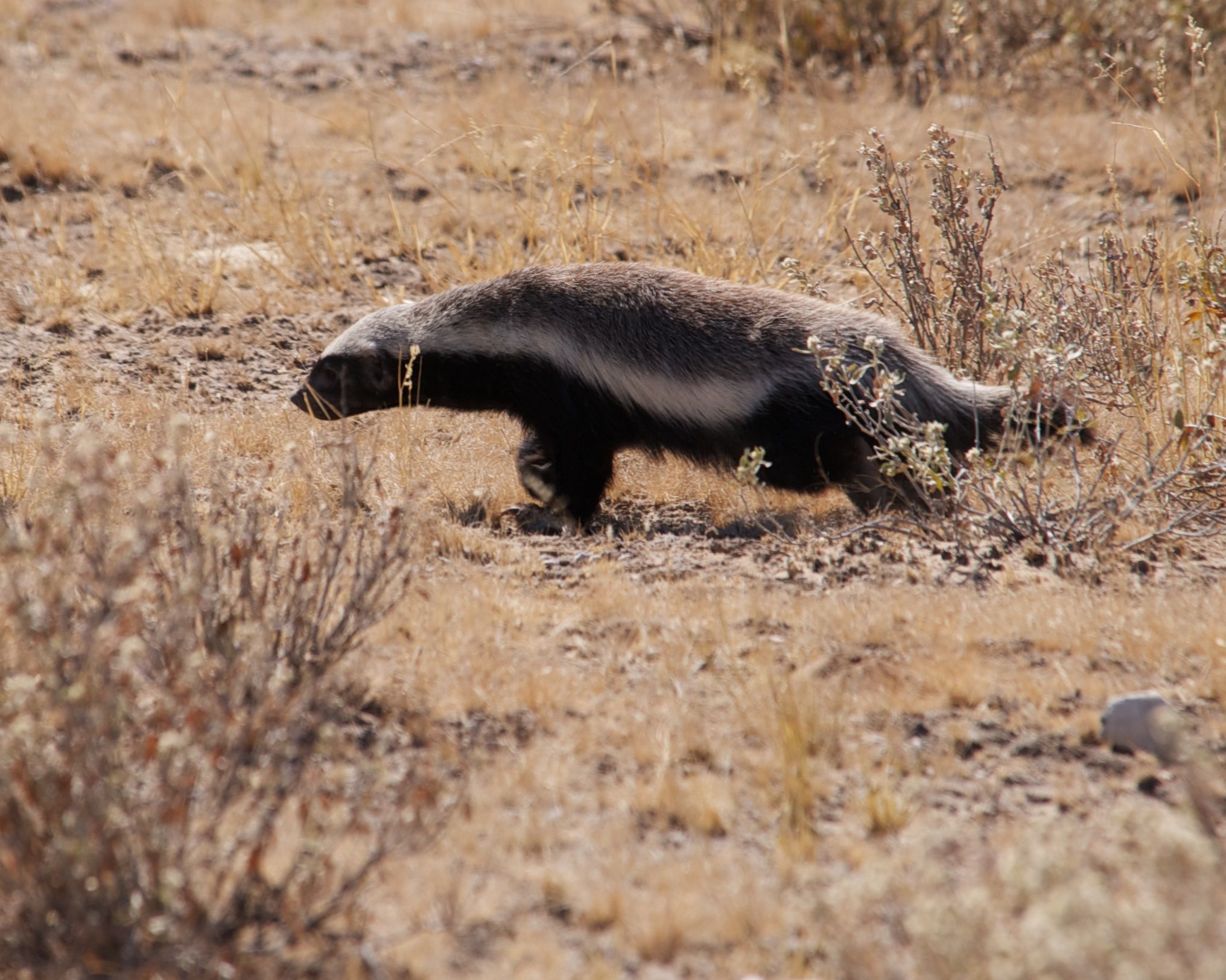 The Central Kalahari 05 - Trufflepig