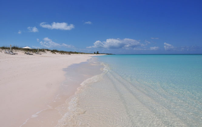 Parrot Cay - Trufflepig